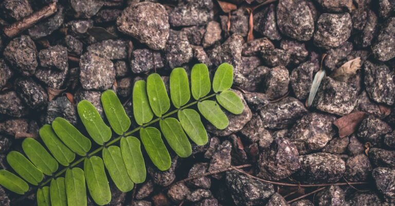 Natural Hairstyles For The African American Woman