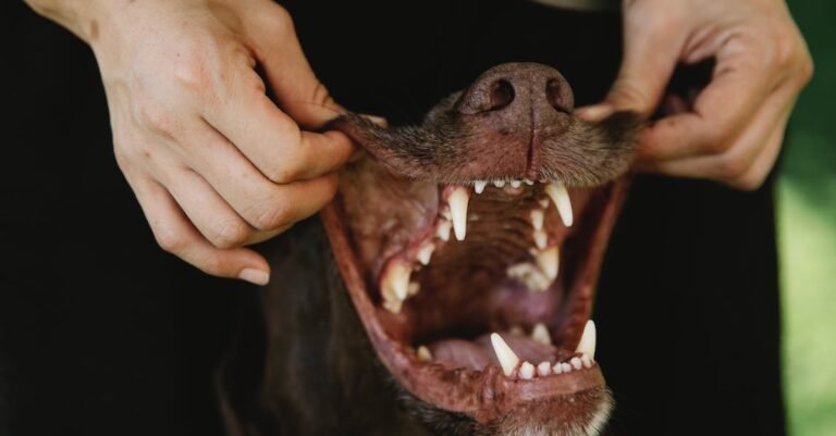 Tips On How To Get White Teeth